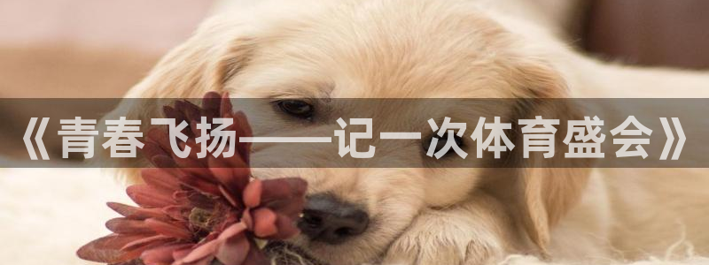熊猫体育