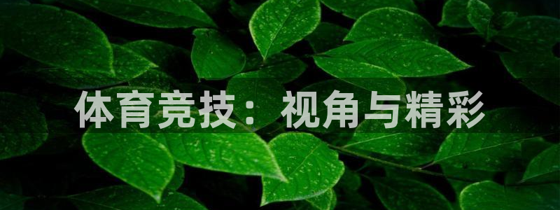 成都金熊猫体育